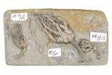 Fossil Crinoid Plate (Three Species) - Crawfordsville, Indiana #215820-1